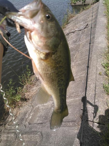 ノーシンカーリグ